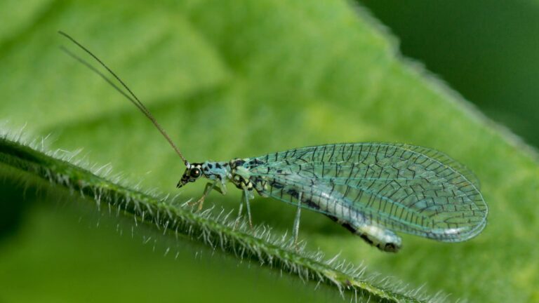 buglady insect 1 768x432